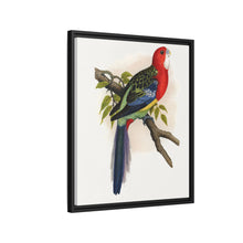 Rose-Hill or Rosella Parrakeet (Platycercus eximius) colored wood-engraved plate by Alexander Francis Lydon