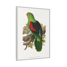 Red-winged parakeet (Aprosmictus erythropterus) colored wood-engraved plate by Alexander Francis Lydon