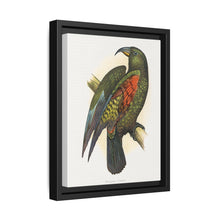 Mountain Parrot (Nestor notabilis) colored wood-engraved plate by Alexander Francis Lydon - NOMADEN ART GALLERY
