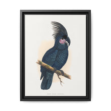 Great Black Cockatoo (Probosciger aterrimus) colored wood-engraved plate by Alexander Francis Lydon - NOMADEN ART GALLERY