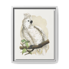 Great White-Crested Cockatoo (Cacatua alba) colored wood-engraved plate by Alexander Francis Lydon - NOMADEN ART GALLERY