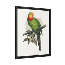 Barraband's Parakeet (Polytelis swainsonii) colored wood-engraved plate by Alexander Francis Lydon