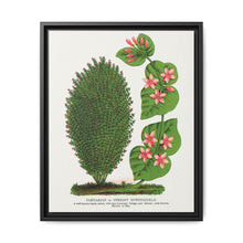 Tartarian, Upright Honeysuckle bush lithograph. Digitally enhanced from our own original 1900 edition plates of Botanical Specimen published by Rochester Lithographing - NOMADEN ART GALLERY