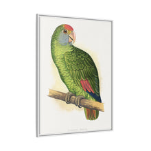 Dufresne's Amazon (Amazona dufresniana) colored wood-engraved plate by Alexander Francis Lydon