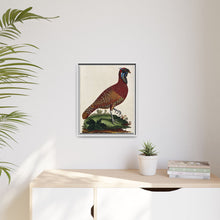 A horned Indian pheasant standing on the grass by J. Pass after J. E. Ihle.