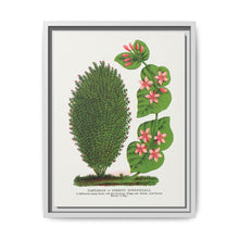 Tartarian, Upright Honeysuckle bush lithograph. Digitally enhanced from our own original 1900 edition plates of Botanical Specimen published by Rochester Lithographing - NOMADEN ART GALLERY