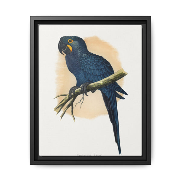 Hyacinthine Macaw (Anodorhynchus hyacinthinus) colored wood-engraved plate by Alexander Francis Lydon. - NOMADEN ART GALLERY