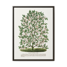 Hardy Magnolia tree lithograph. Digitally enhanced from our own original 1900 edition plates of Botanical Specimen published by Rochester Lithographing - NOMADEN ART GALLERY