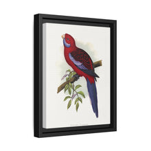 Pennant's Parrakeet (Platycercus elegans) colored wood-engraved plate by Alexander Francis Lydon - NOMADEN ART GALLERY