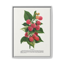 Cuthbert raspberry lithograph. Digitally enhanced from our own original 1900 edition plates of Botanical Specimen published by Rochester Lithographing - NOMADEN ART GALLERY