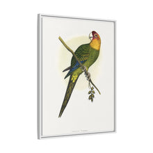 Carolina Parrot (Conuropsis carolinensis) colored wood-engraved plate by Alexander Francis Lydon.