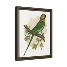 Alexandrine Parakeet (Psittacula eupatria) colored wood-engraved plate by Alexander Francis Lydon.