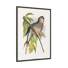 Bourke's Parrakeet (Neopsephotus bourkii) colored wood-engraved plate by Alexander Francis Lydon.