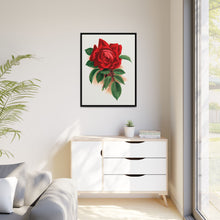 Red rose, Alfred Colomb lithograph. Digitally enhanced from our own original 1900 edition plates of Botanical Specimen published by Rochester Lithographing