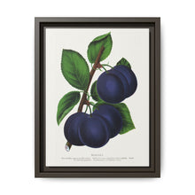 Niagara plum lithograph. Digitally enhanced from our own original 1900 edition plates of Botanical Specimen published by Rochester Lithographing - NOMADEN ART GALLERY