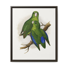 Passerine or Blue-winged Parrakeet (Psittacula columboides) colored wood-engraved plate by Alexander Francis Lydon - NOMADEN ART GALLERY