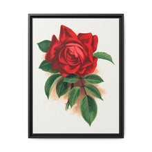 Red rose, Alfred Colomb lithograph. Digitally enhanced from our own original 1900 edition plates of Botanical Specimen published by Rochester Lithographing - NOMADEN ART GALLERY