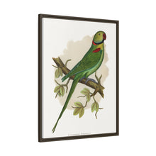Alexandrine Parakeet (Psittacula eupatria) colored wood-engraved plate by Alexander Francis Lydon.