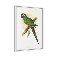 llliger's Macaw (Primolius maracana) colored wood-engraved plate by Alexander Francis Lydon