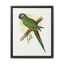 llliger's Macaw (Primolius maracana) colored wood-engraved plate by Alexander Francis Lydon - NOMADEN ART GALLERY