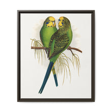 Budgerigar (Melopsittacus undulatus) colored wood-engraved plate by Alexander Francis Lydon - NOMADEN ART GALLERY