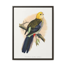 Pale-Headed or Mealy Rosella (Platycercus adscitus) colored wood-engraved plate by Alexander Francis Lydon. - NOMADEN ART GALLERY