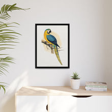 Blue and Yellow Macaw (Ara ararauna) colored wood-engraved plate by Alexander Francis Lydon