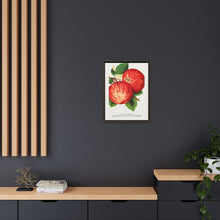 Duchess of Oldenburg apples lithograph from Botanical Specimen published by Rochester Lithographing