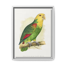 Double-Fronted or Le Vaillant's Amazon (Amazona oratrix) colored wood-engraved plate by Alexander Francis Lydon. - NOMADEN ART GALLERY