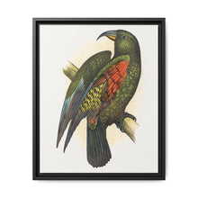 Mountain Parrot (Nestor notabilis) colored wood-engraved plate by Alexander Francis Lydon - NOMADEN ART GALLERY