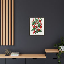 Prunus Triloba flower lithograph. Digitally enhanced from our own original 1900 edition plates of Botanical Specimen published by Rochester Lithographing