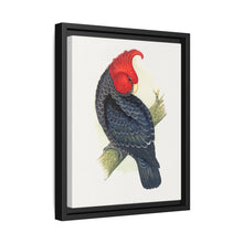 Gang-Gang Cockatoo (Callocephalon fimbriatum) colored wood-engraved plate by Alexander Francis Lydon - NOMADEN ART GALLERY