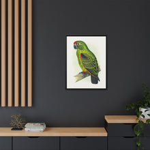Placa grabada en madera de color loro de Jardine (Poicephalus gulielmi gulielmi) de Alexander Francis Lydon. 
