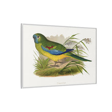 Turquoisine (Neophema pulchella) colored wood-engraved plate by Alexander Francis Lydon