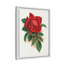 Red rose, Alfred Colomb lithograph. Digitally enhanced from our own original 1900 edition plates of Botanical Specimen published by Rochester Lithographing