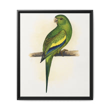 Canary-Winged Conure ( Brotogeris versicolurus) colored wood-engraved plate by Alexander Francis Lydon - NOMADEN ART GALLERY