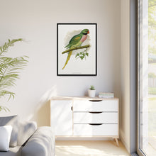 Javan Parrakeet (Psittacula alexandri) colored wood-engraved plate by Alexander Francis Lydon.