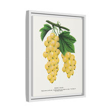 White Grape Lithograph | Vintage Botanical Wall Art Print