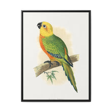 Jendaya Conure (Aratinga jandaya) colored wood-engraved plate by Alexander Francis Lydon. - NOMADEN ART GALLERY