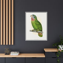 Jamaica Parrot (Amazona collaria) colored wood-engraved plate by Alexander Francis Lydon