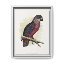 Dusky or Violet Parrot (Pionus fuscus) colored wood-engraved plate by Alexander Francis Lydon. - NOMADEN ART GALLERY