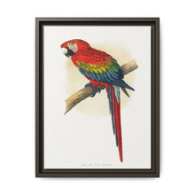 Red and Blue Macaw (Ara macao) colored wood-engraved plate by Alexander Francis Lydon - NOMADEN ART GALLERY
