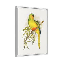 Orange-Bellied Parrakeet (Neophema chrysogaster) colored wood-engraved plate by Alexander Francis Lydon.