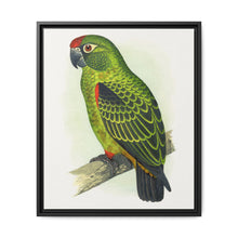 Jardine's Parrot (Poicephalus gulielmi gulielmi) colored wood-engraved plate by Alexander Francis Lydon. - NOMADEN ART GALLERY