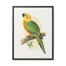Jendaya Conure (Aratinga jandaya) colored wood-engraved plate by Alexander Francis Lydon. - NOMADEN ART GALLERY