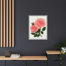 Pink Rose, La France Lithograph (1900)