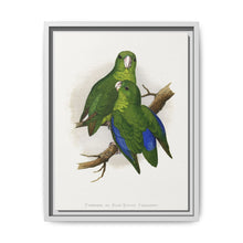 Passerine or Blue-winged Parrakeet (Psittacula columboides) colored wood-engraved plate by Alexander Francis Lydon - NOMADEN ART GALLERY