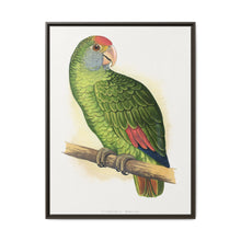 Dufresne's Amazon (Amazona dufresniana) colored wood-engraved plate by Alexander Francis Lydon - NOMADEN ART GALLERY