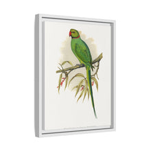 Ring-Necked or Bengal Parakeet (Psittacula columboides) colored wood-engraved plate by Alexander Francis Lydon