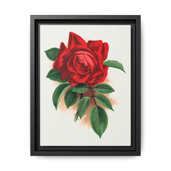 Red rose, Alfred Colomb lithograph. Digitally enhanced from our own original 1900 edition plates of Botanical Specimen published by Rochester Lithographing - NOMADEN ART GALLERY
